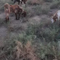 جاده اهواز خرمشهر روستای رامزیه|حیوانات مزرعه|اهواز, اسماعیلیه|دیوار