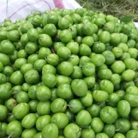 آلوچه اعلا باغبادران