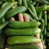 خیار ریز