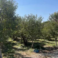 دماوند جابان فروش ۲۸۲ متر باغ زمین آب+برق+گاز|فروش زمین و ملک کلنگی|دماوند, دماوند|دیوار