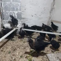 تعداد ۳۰ عدد جوجه مرندی