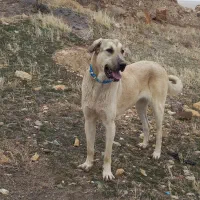 سگ ماده عراقی