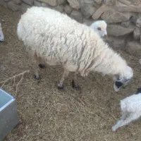 میش کشتنی