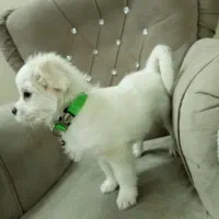 سگ شیتزو|سگ|اردبیل, |دیوار