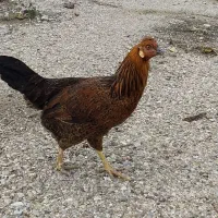 مرغ گمشده در نواحی دره گرم