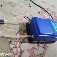 ماهی گوپی|ماهی|مشهد, شهید قربانی|دیوار