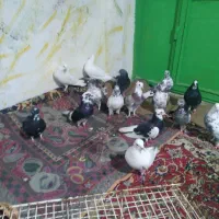 چندتا کبوتر تکپر ساعتی سالم وسلامت بفروش میرسد|پرنده|دلند, |دیوار