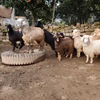 بره بزغاله گوسفند بز12عدد