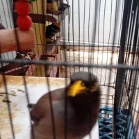 دوعددمرغ مینا سخن گو