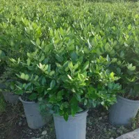 کارگر باتجربه برای کار گل و گیاه