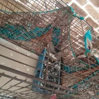 فنچ نر وماده|لوازم جانبی حیوانات|مینودشت, |دیوار