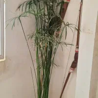 نخل مرداب ۲متری