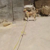 سگ سرابی