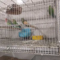 11عددکوتوله برزیلی فول فول اهلی آیهان|پرنده|خوی, |دیوار