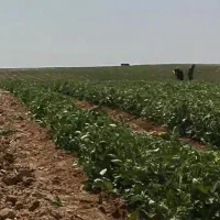 فروش زمین و اب کشاورزی