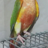 گرینچک ۵ماهه