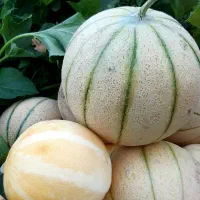 طالبی اعلا درجه یک