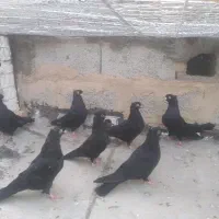 زاغی آبادانی نوک کوچیک|پرنده|اهر, |دیوار