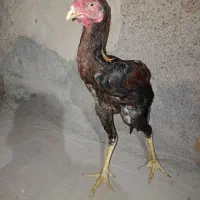 خروس لاری