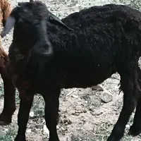 بره‌.گوسفند.