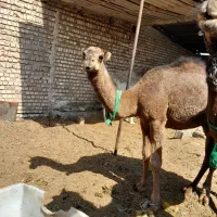 شهر حاشی|حیوانات مزرعه|تهران, هلال احمر|دیوار