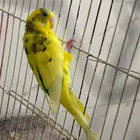 مرغ عشق ماده آماده تخم گذایی