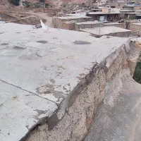 کبوتر سفید