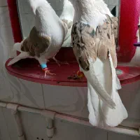 کبوتر گرده ای|پرنده|بروجرد, |دیوار