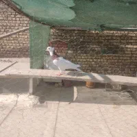 کبوتر طوقی سرخ ماده|پرنده|اصفهان, محمودیه|دیوار