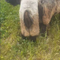 یه جفت کوه قوچ روزگاری ته سوز به شرط