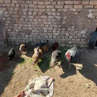 ۱۵ تا مرغ یکساله|پرنده|دشتابی, |دیوار