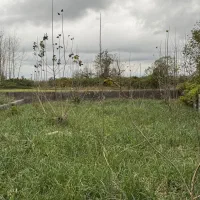 زمین با نامه بنیاد ۲۰۰ متر ۷۰۰ م پیش زیباکنار