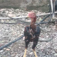 سه عدد لاری نژاد دار|حیوانات مزرعه|چالوس, |دیوار