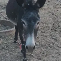 الاغ ماده