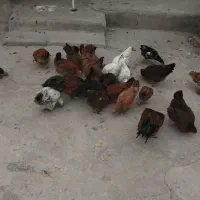 فروشی مرغ و خروس|حیوانات مزرعه|هیر, |دیوار