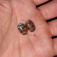 زبان بند .کار راه بنداز.