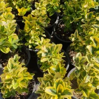 فروش انواع گیاه شمشاد