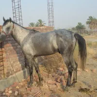 اسب|اسب و تجهیزات اسبسواری|بلوک, |دیوار