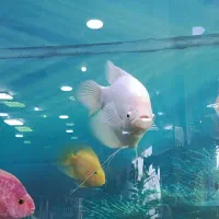 ماهی اسفراناموس مانستر