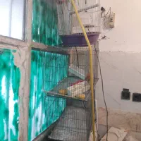 ۳ عدد قفس تمیز