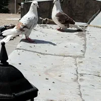 کبوتر