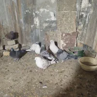 ۱۰عددکفتریجایی ۱۵۰۰|پرنده|بومهن, |دیوار