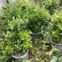 یاس هلندی نیمه زباله قیمت مناسب