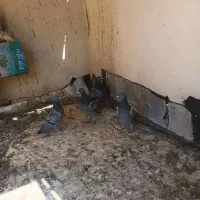 پلاکی مسافتی