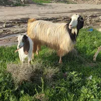 یه عدد بوز بازغاله شیرا سالم سرحال