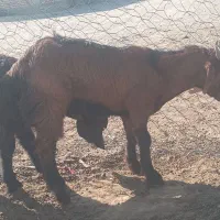 دوعددکهرهنربفروشمیرسدمشتریواقعیتماسبگیرد|حیوانات مزرعه|فاریاب, |دیوار