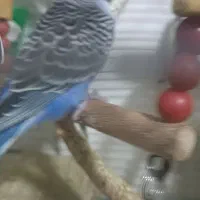 مرغ عشق