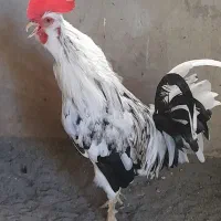 فروش خروس نژاد گلین