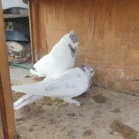 کبوتر پرشی ۶ جفت یه جایی