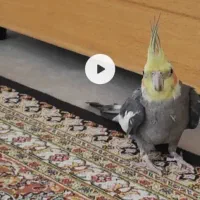 گمشده گم شده عروس سمت باهنر